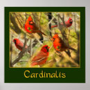 Search for cardinalis posters Bird