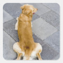 Search for rear view stickers Dog