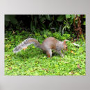 Recherche de écureuil gris posters Animaux