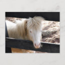 Search for equine image postcards Pony