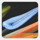Search for bird of paradise stickers Hawaii