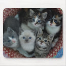 Search for pink cats mousepads Cute animals