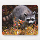 Recherche de raton tapis souris Sauvage