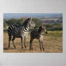 Search for equid Equus