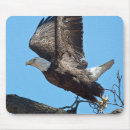 Search for eagle mousepads Predator