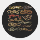 Recherche de herpetologist Reptiles