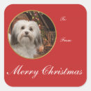 Search for havanese dog stickers Pet
