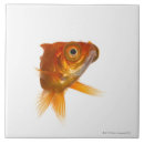 Recherche de poissons carreaux Carré