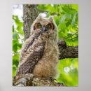 Recherche de yeux de hibou posters Poussin