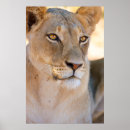 Recherche de lion femelle posters Animal