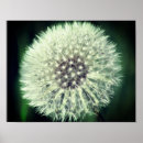 Search for fluff posters Nature
