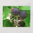 Search for raspberry postcards Fruit