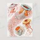 Recherche de haeckel cartes postales Kunstformen der natur