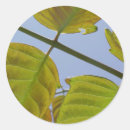 Search for twig stickers Branch