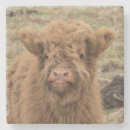 Recherche de vaches dessous de verres Écossais