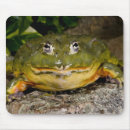 Recherche de vertébré tapis souris Animal