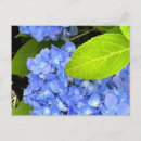 Search for blue hydrangea postcards Nature