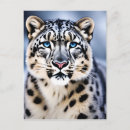 Search for snow leopard postcards Winter