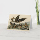 Search for partridges cards Illustration