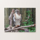 Search for wild bird puzzles Raptor