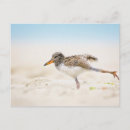 Search for cute baby animals postcards Beach