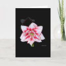Recherche de amaryllis vœux cartes Photographie