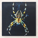 Search for arachnids barware Insect