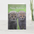 Search for cheetah cub cards Africa