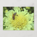 Search for giant flower postcards Garden