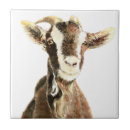 Recherche de humour animal carreaux Mignon