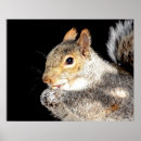 Search for nut with squirrel posters Rodent