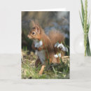 Search for red squirrel Wildlife