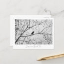 Recherche de birch cartes postales Faune