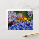 Search for pollenate Nature photography