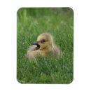 Recherche de poussins magnets Observation d'oiseau