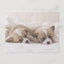 Search for welsh postcards Animals