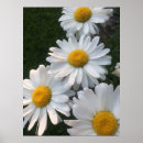 Recherche de marguerite blanche posters Jardin