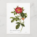 Search for rosas postcards Rose