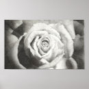 Search for pen and ink drawings posters Floral