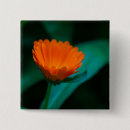 Search for orange daisy buttons Green