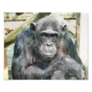 Search for wild apes posters Primates