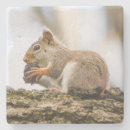 Search for critters coasters Nature photography