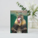Recherche de grande singe cartes postales Ape