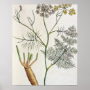Search for blackwells posters Botanical