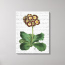 Search for auricula Primula auricula