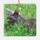 Search for tortie cat ornaments Tortoiseshell