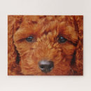 Search for poodle puzzles Canine