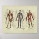 Search for anatomical heart art Anatomy