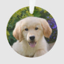 Search for funny dog ornaments Golden retriever
