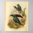 Recherche de bird of paradise posters Vintage
